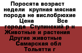 Поросята возраст 4 недели, крупная мясная порода(не вислобрюхие ) › Цена ­ 4 000 - Все города, Ступинский р-н Животные и растения » Другие животные   . Самарская обл.,Тольятти г.